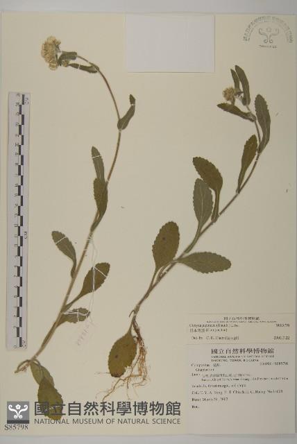 日本假蓬藏品圖，第1張