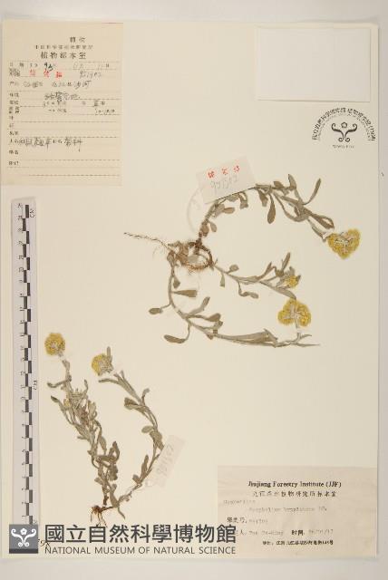 秋鼠麴草藏品圖，第1張