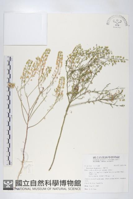 獨行菜藏品圖，第1張