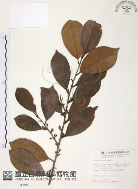 森氏紅淡比藏品圖，第1張