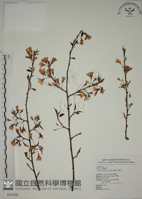 霧社山櫻花藏品圖，第1張
