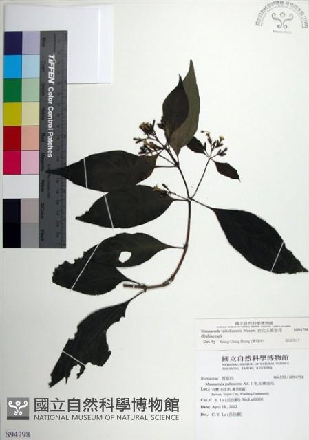 台北玉葉金花藏品圖，第1張