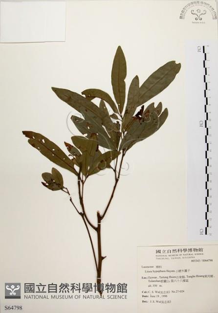 黃肉樹, 小梗木薑子藏品圖，第1張