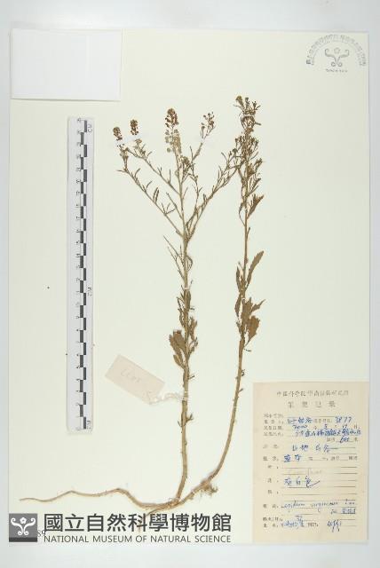 線萼金花樹藏品圖，第1張
