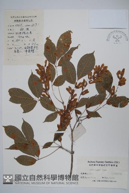 建始槭藏品圖，第1張