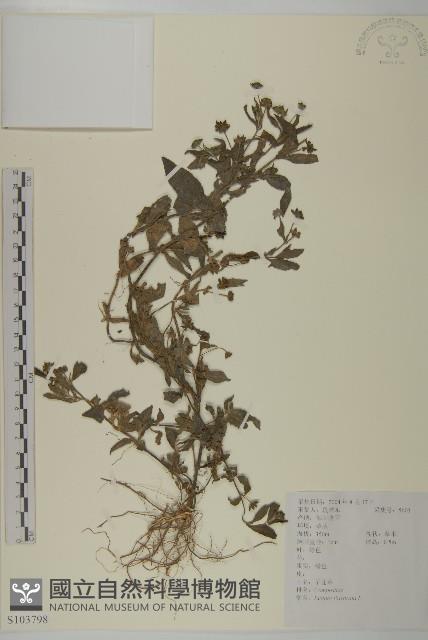 鱧腸藏品圖，第1張