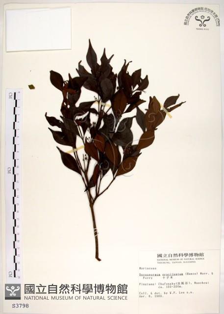 十子木、加入舅藏品圖，第1張