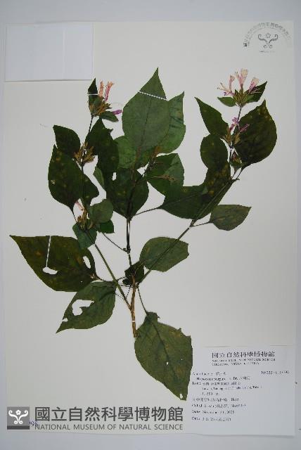 六角英, 槍刀菜藏品圖，第1張