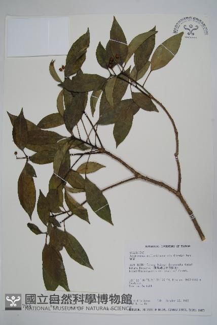 臺灣樹參藏品圖，第1張