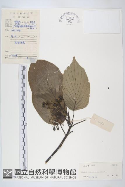 燈臺樹藏品圖，第1張