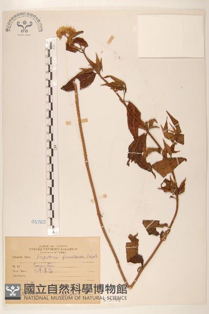 臺灣澤蘭藏品圖，第1張