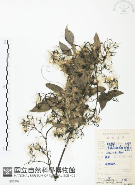 柱果鐵線蓮藏品圖，第1張