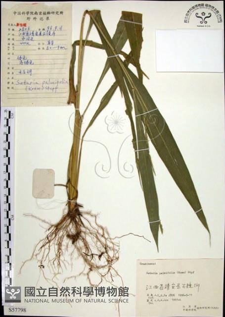 棕葉狗尾草藏品圖，第1張