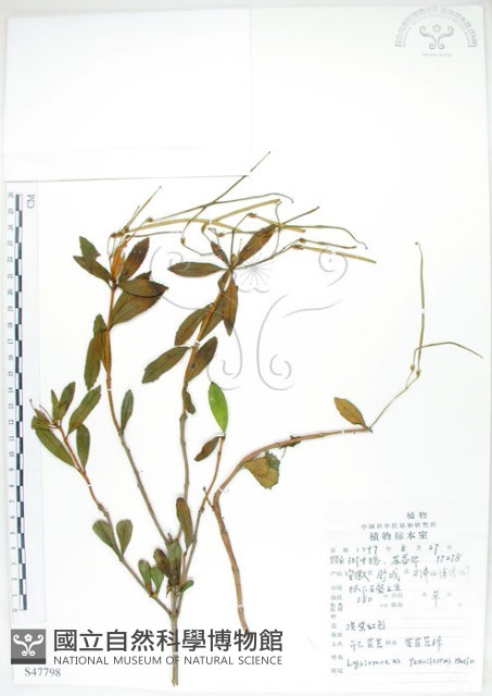 石吊蘭、吊石苣苔藏品圖，第1張