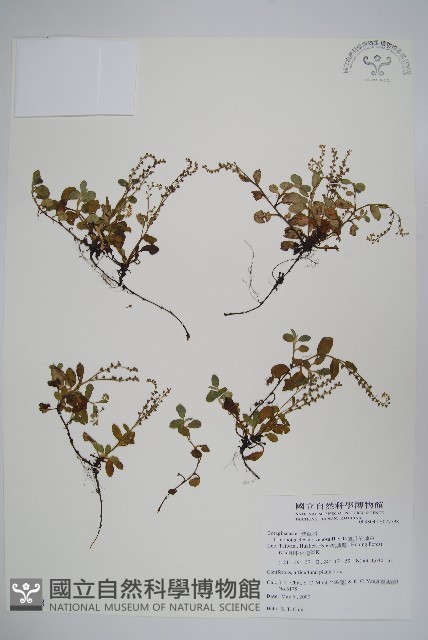 臺北附地草藏品圖，第1張