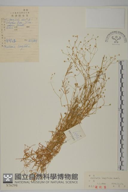 華繁縷藏品圖，第1張