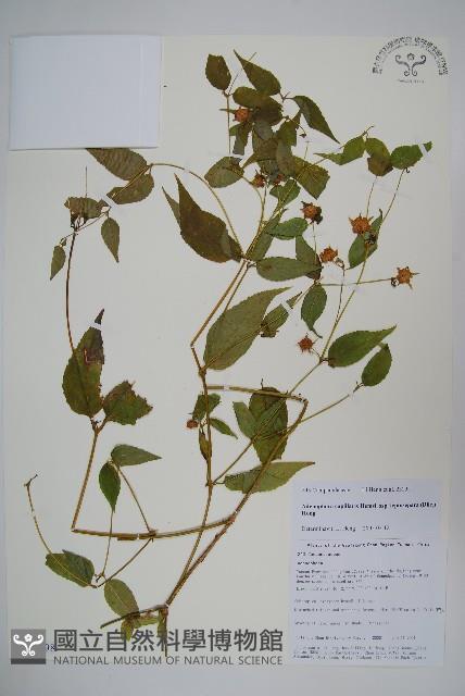 細萼沙參藏品圖，第1張