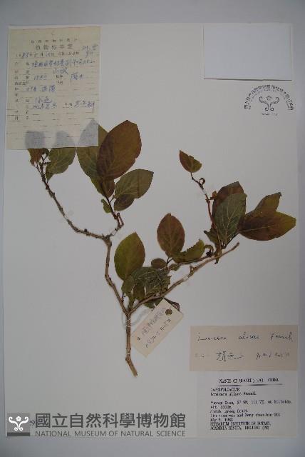 北京忍冬藏品圖，第1張