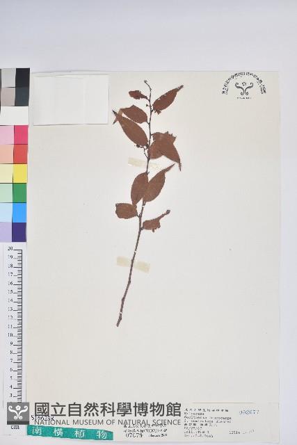 白珠樹藏品圖，第1張