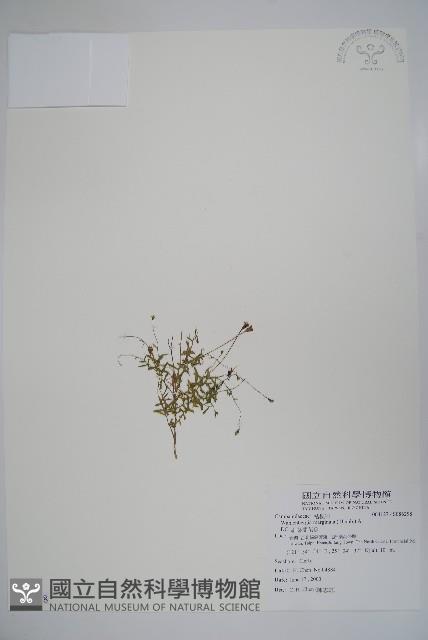 細葉蘭花參藏品圖，第1張