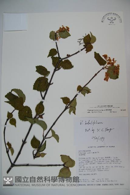 樺葉莢迷、玉山莢迷藏品圖，第1張