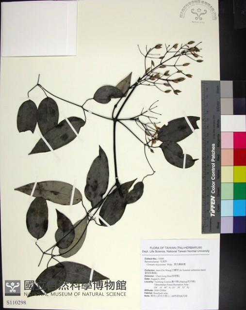 柱果鐵線蓮藏品圖，第1張