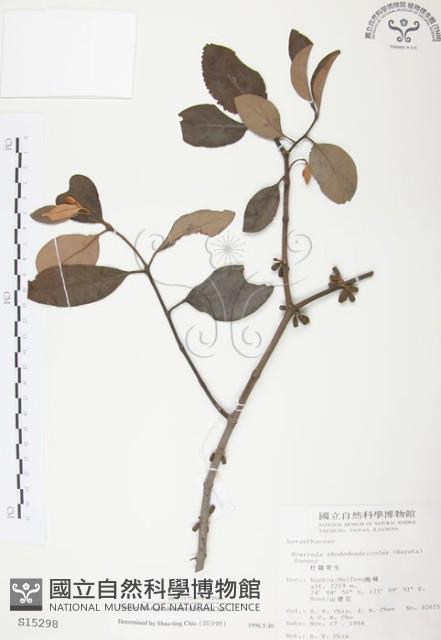 杜鵑桑寄生藏品圖，第1張