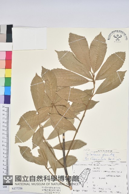 赤皮、赤皮椆藏品圖，第1張