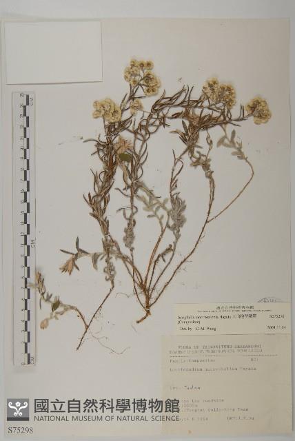 玉山抱莖籟簫藏品圖，第1張