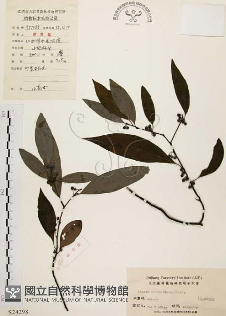 山胡椒藏品圖，第1張