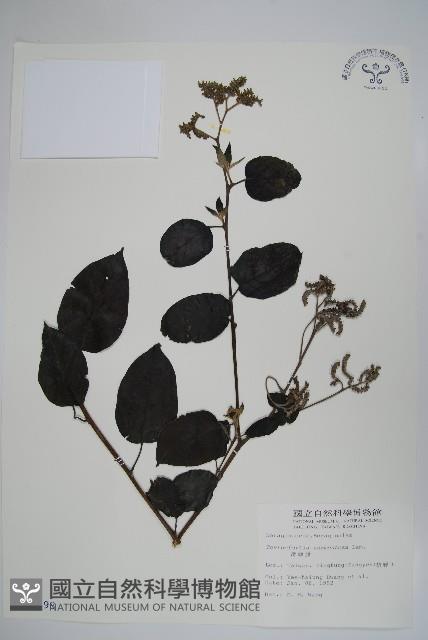 冷飯藤藏品圖，第1張