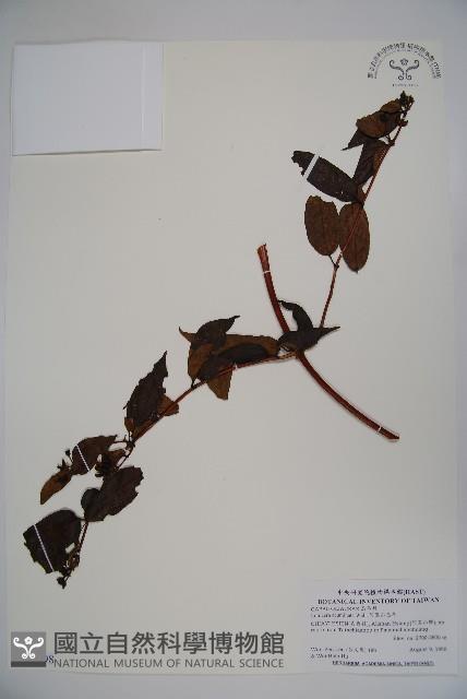 阿里山忍冬、漸尖葉忍冬藏品圖，第1張