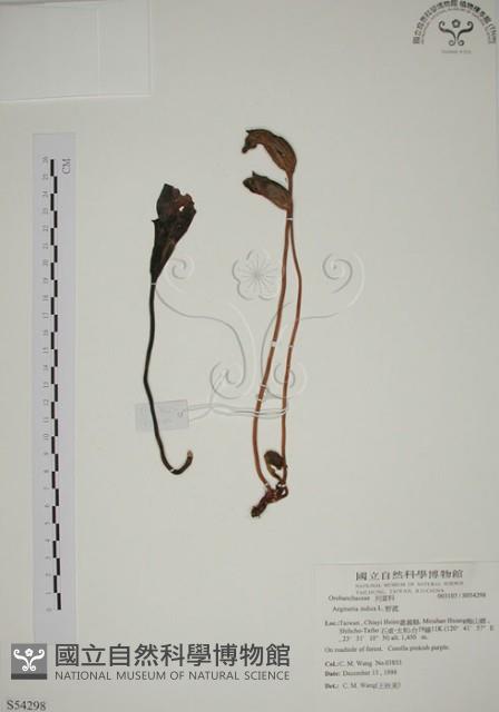 野菰藏品圖，第1張