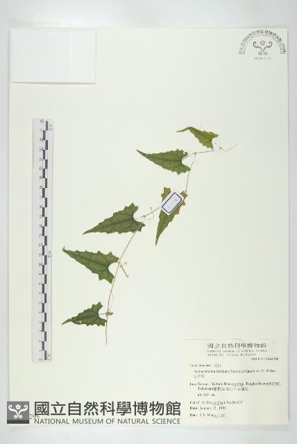 合子草藏品圖，第1張