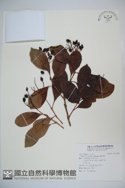 珊瑚樹藏品圖，第1張