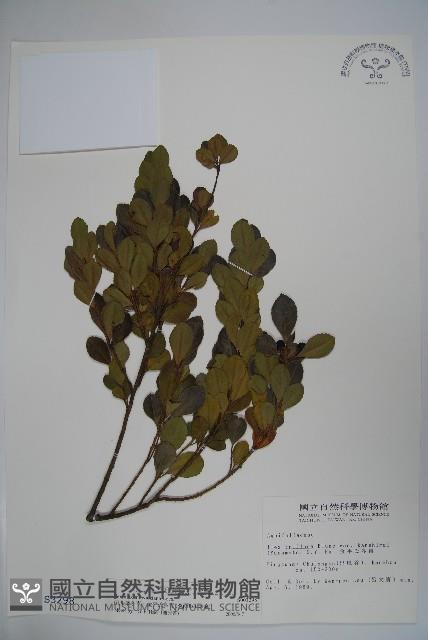 倒卵葉冬青、金平氏冬青藏品圖，第1張