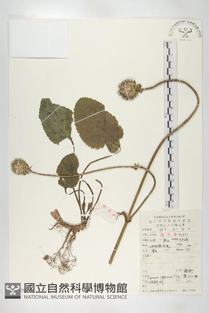 續斷藏品圖，第1張