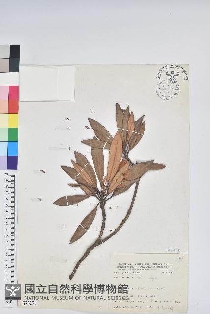 森氏杜鵑、森氏滿江紅藏品圖，第1張