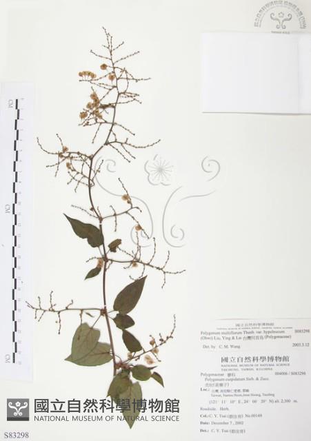 台灣何首烏藏品圖，第1張