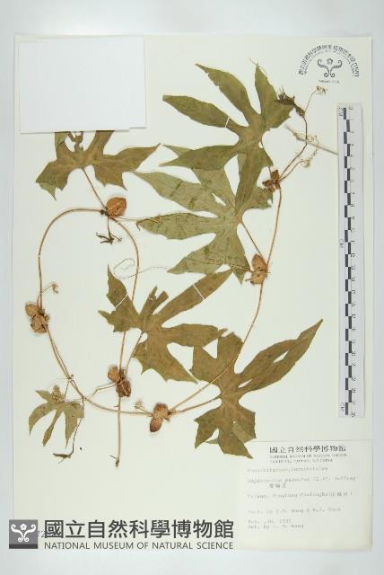 雙輪瓜藏品圖，第1張