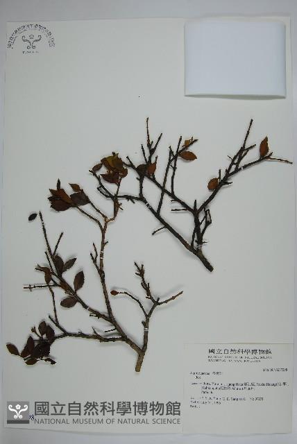 登錄號:S037298藏品圖，第1張