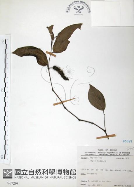 風藤藏品圖，第1張