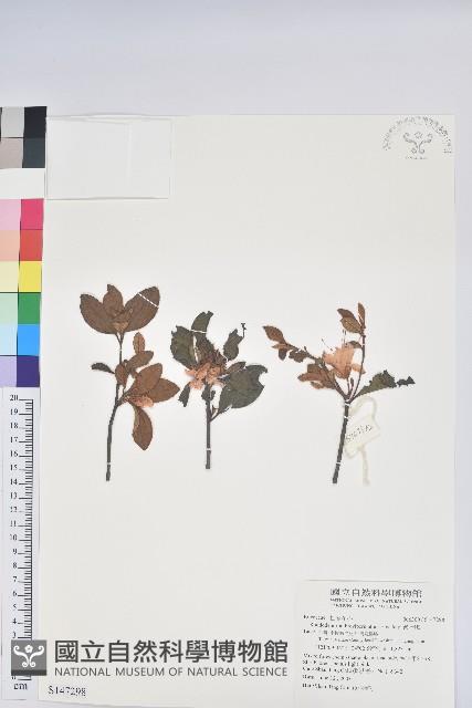 南澳杜鵑藏品圖，第1張