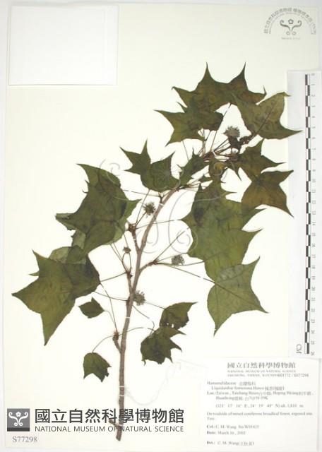 楓香、楓樹藏品圖，第1張