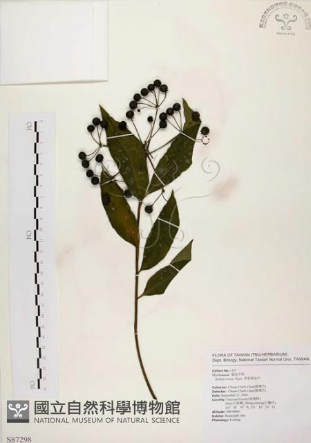 黑星紫金牛藏品圖，第1張