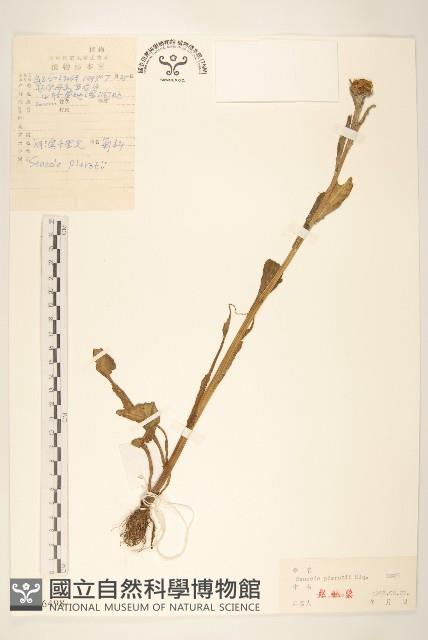 河濱千里光藏品圖，第1張