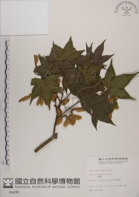 青楓藏品圖，第1張