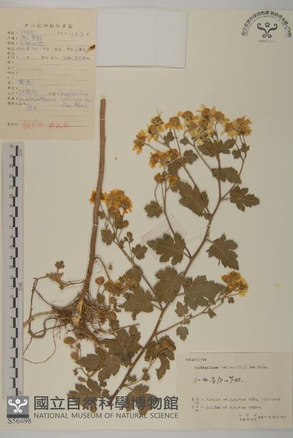 油菊、野菊藏品圖，第1張