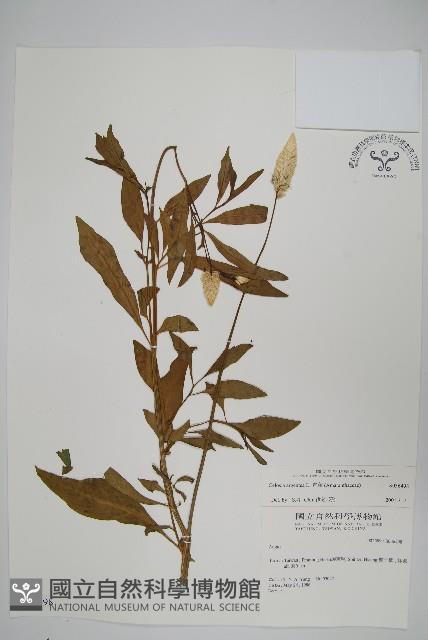 青葙藏品圖，第1張