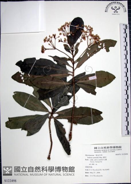 樹杞藏品圖，第1張